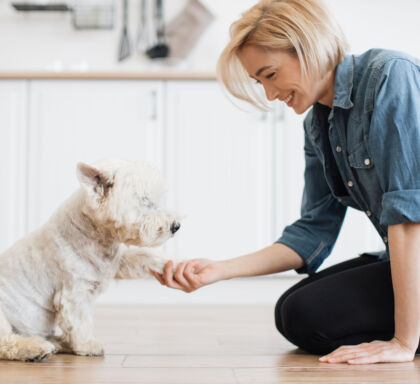 Bienveillance propriétaire chien SWCS